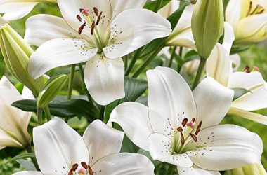 Best Lily Flower