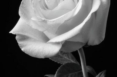Best White Rose
