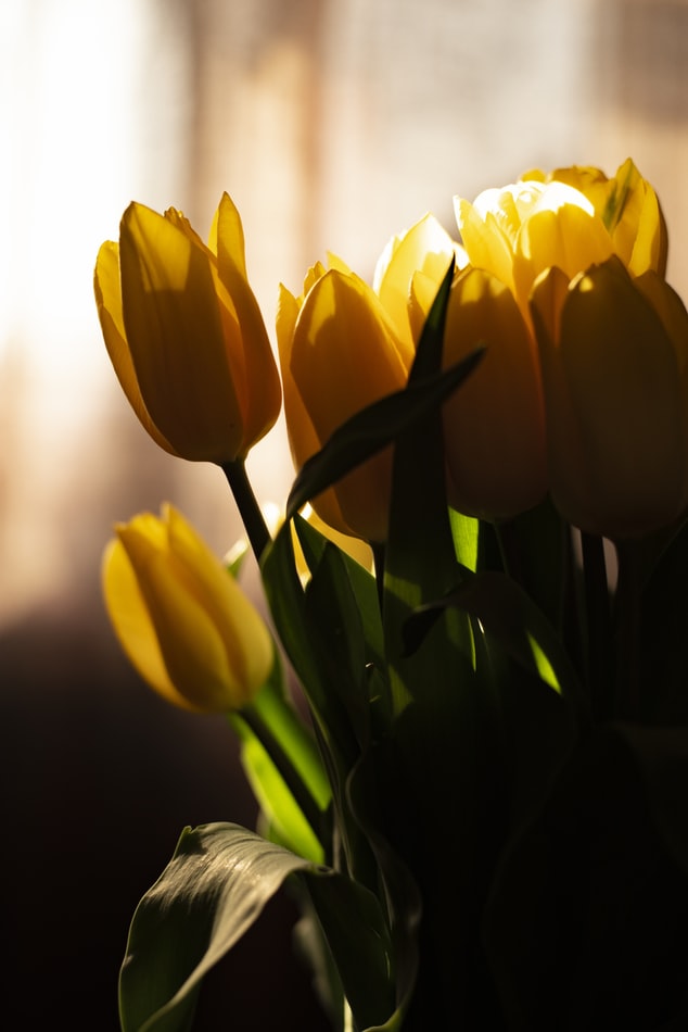 Best Yellow Tulip