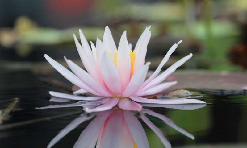 Cool Water Lily