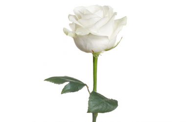Cool White Rose