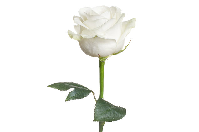Cool White Rose