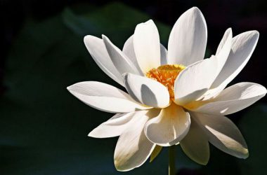 Great Lotus Flower