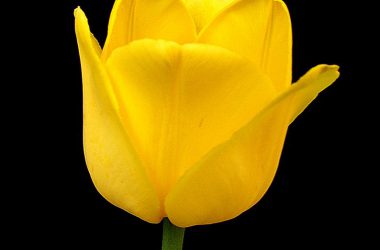 Landscape Yellow Tulip