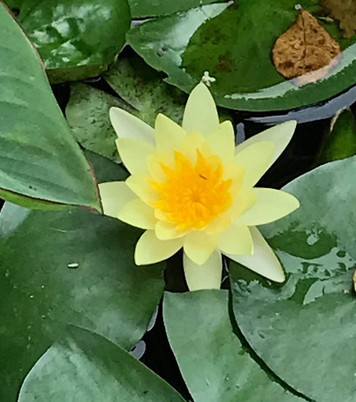 Natural Water Lily