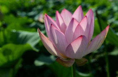 Super Lotus Flower