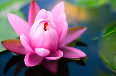 Top Lotus Flower