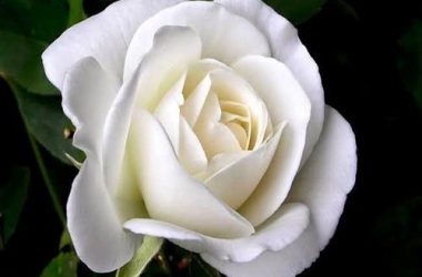 Top White Rose