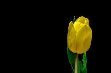 Top Yellow Tulip