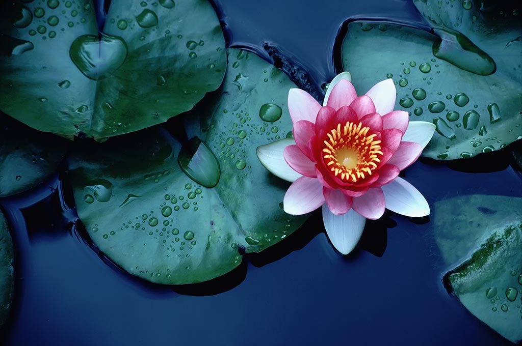 Widescreen Lotus Flower