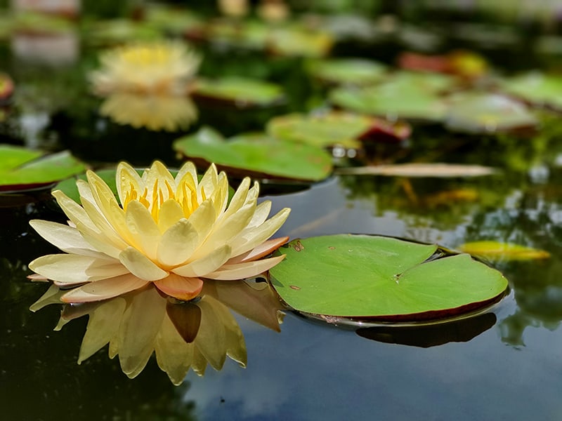 Widescreen Water Lily