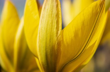 Wonderful Yellow Tulip