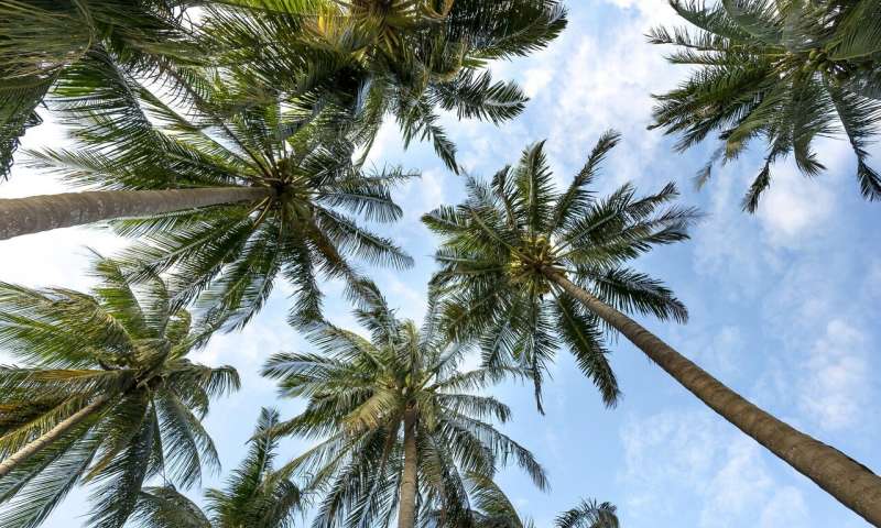 Amazing Palm Tree