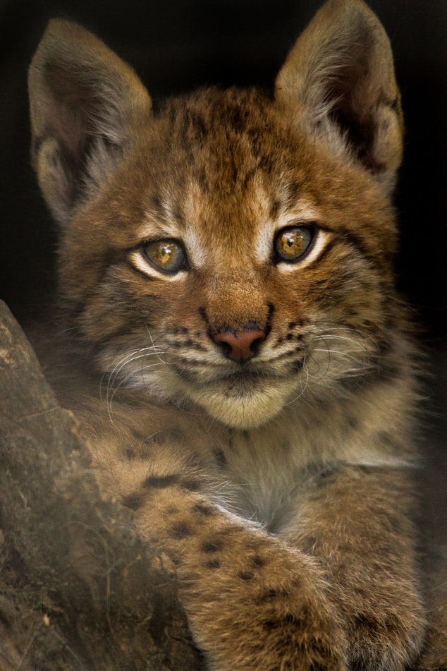 Beautiful Lynx