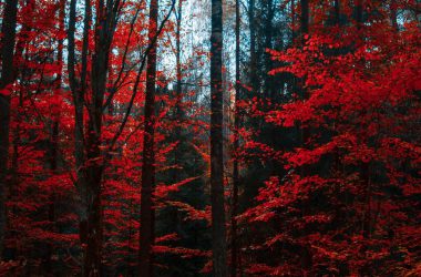 Landscape Red Leaves