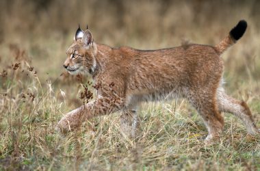 Running Lynx