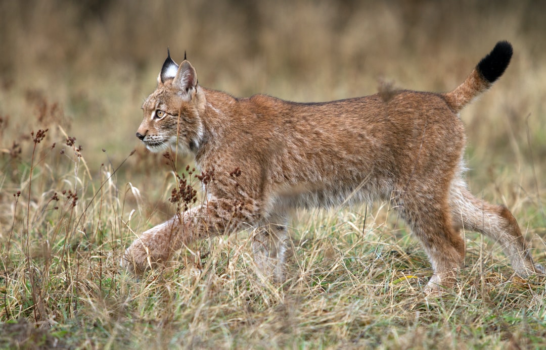 Running Lynx