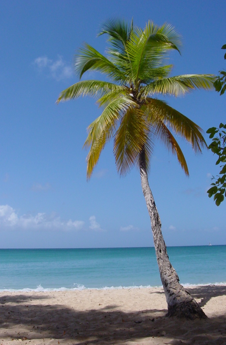Widescreen Palm Tree