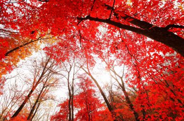 Widescreen Red Leaves