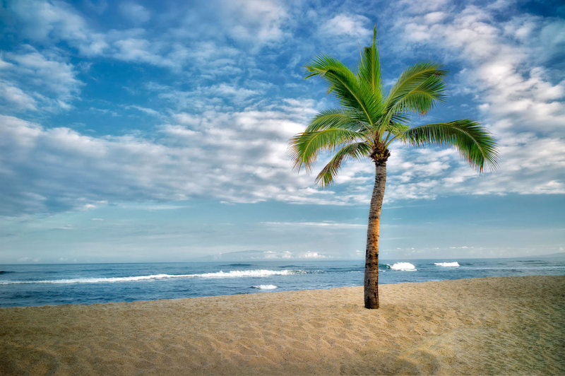 Wonderful Palm Tree