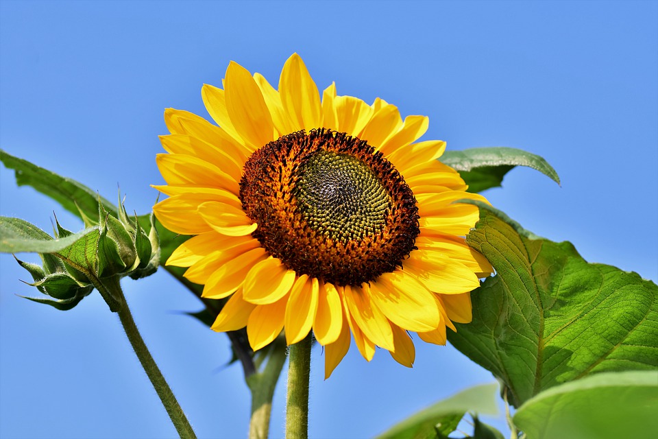 Super Sunflower