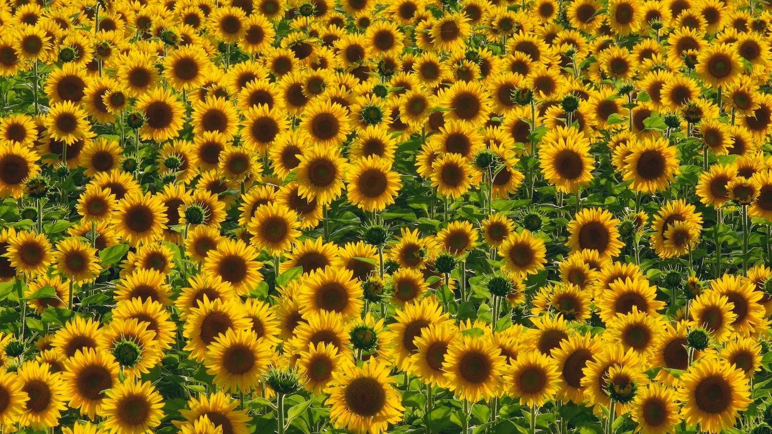Widescreen Sunflower