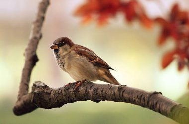 Animal Sparrow Wallpaper