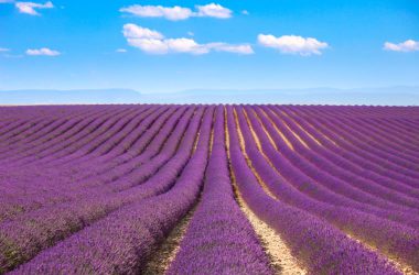 Awesome Lavender Field