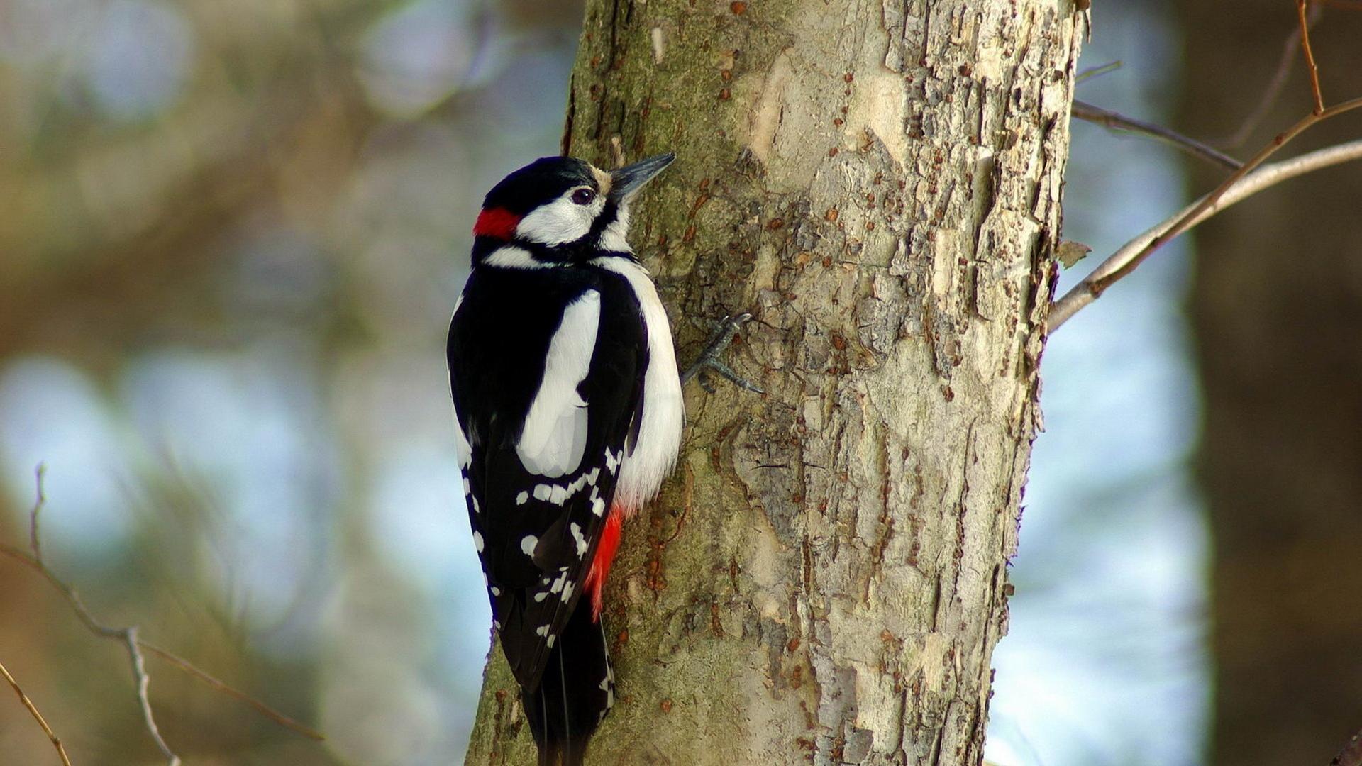 Awesome Woodpecker Wallpaper