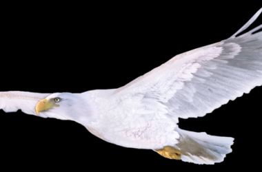 Beautiful White Eagle