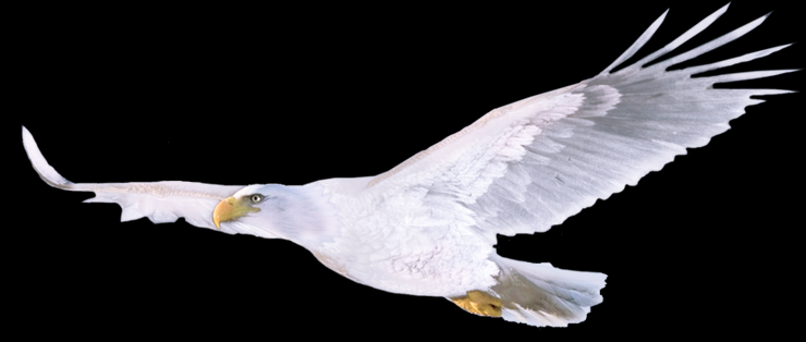 Beautiful White Eagle