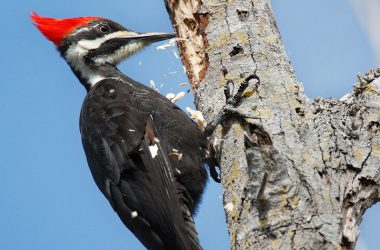 Beautiful Woodpecker Bird