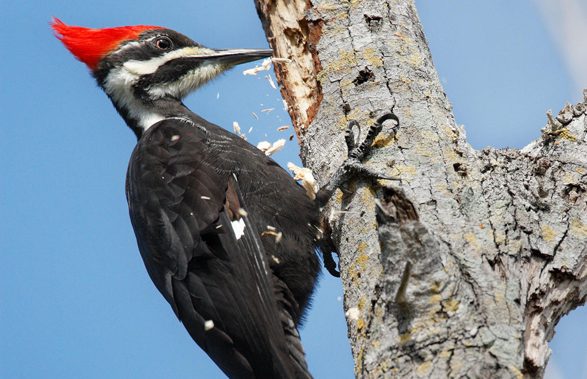 Beautiful Woodpecker Bird