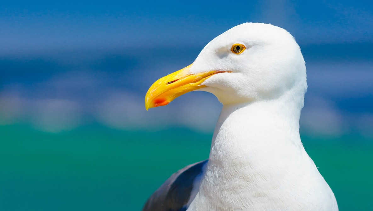 Best Seagull Image