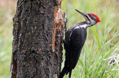 Best Woodpecker Bird