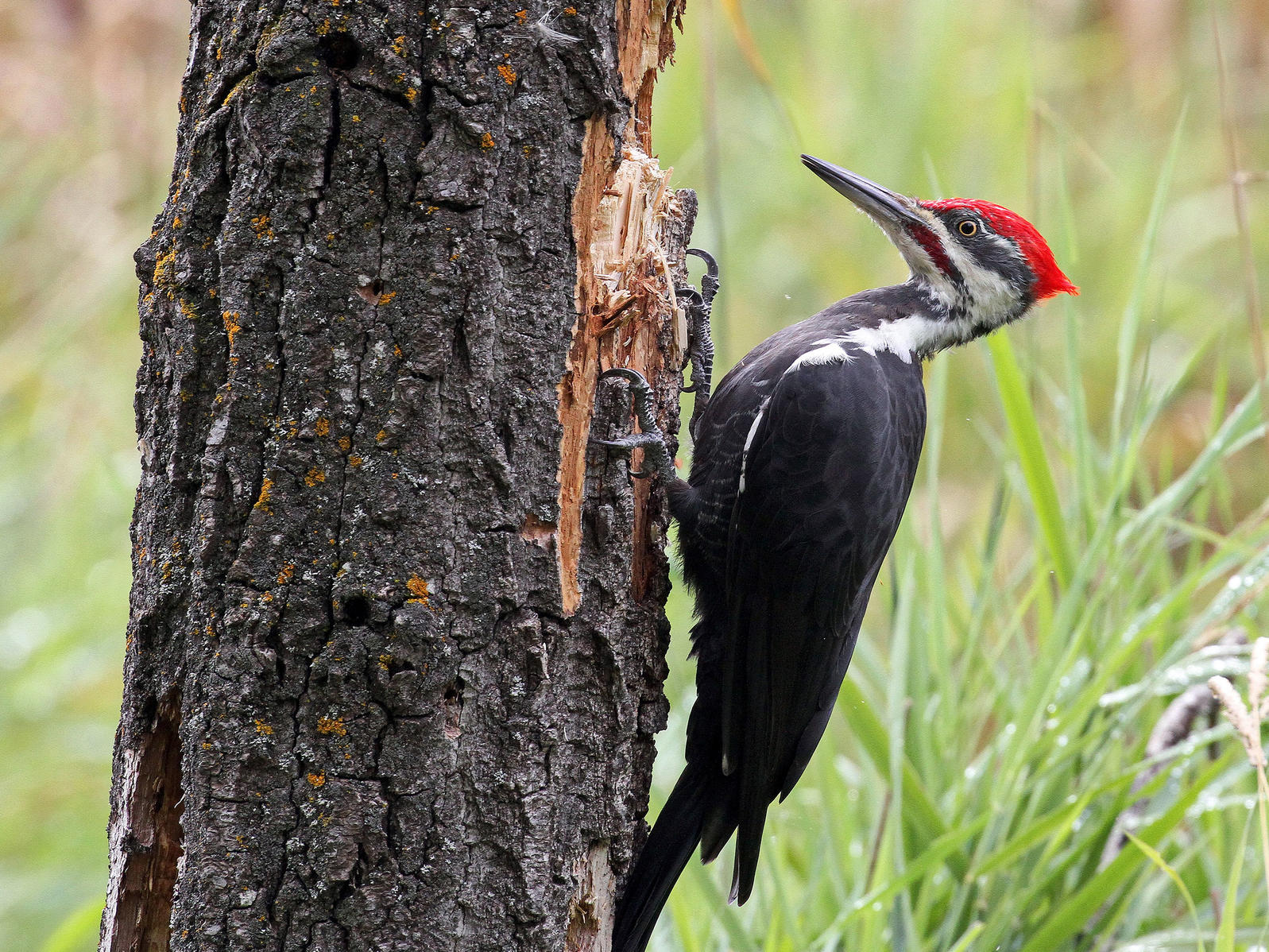 Best Woodpecker Bird