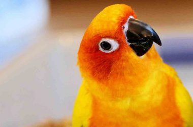 Free Funny Parrot