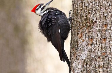 Great Woodpecker Bird