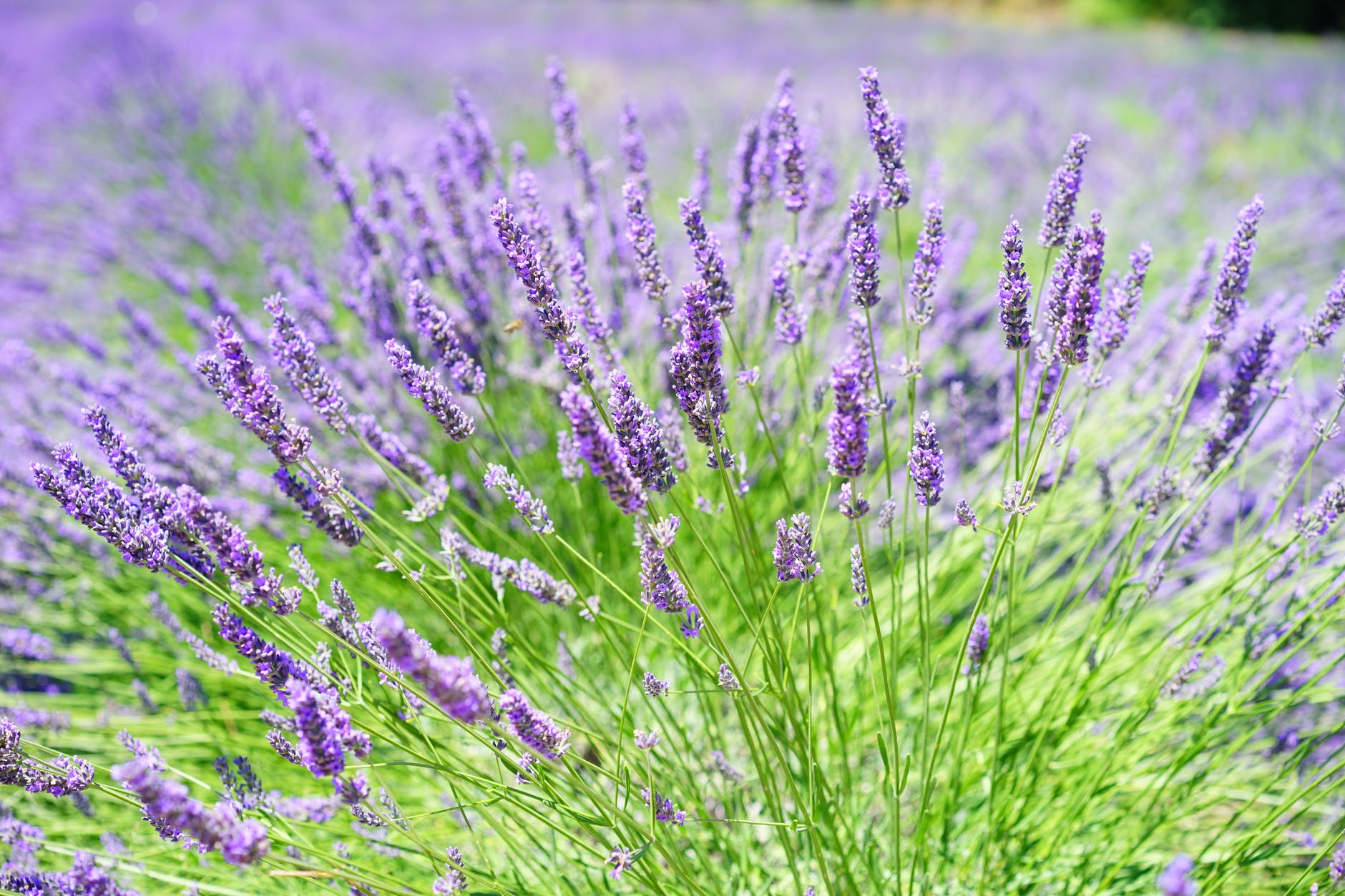 Nice Lavender Field
