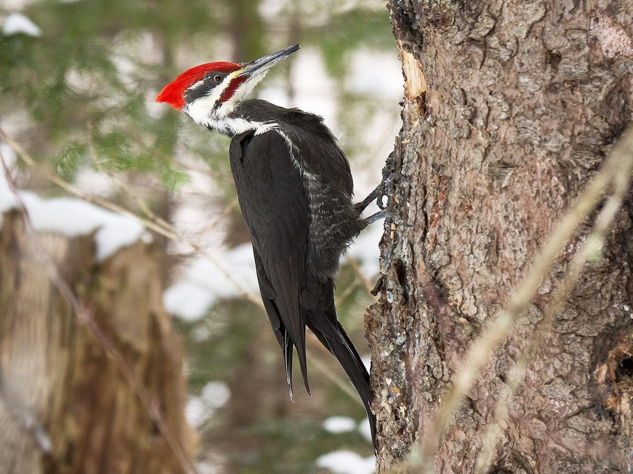 Nice Woodpecker Bird