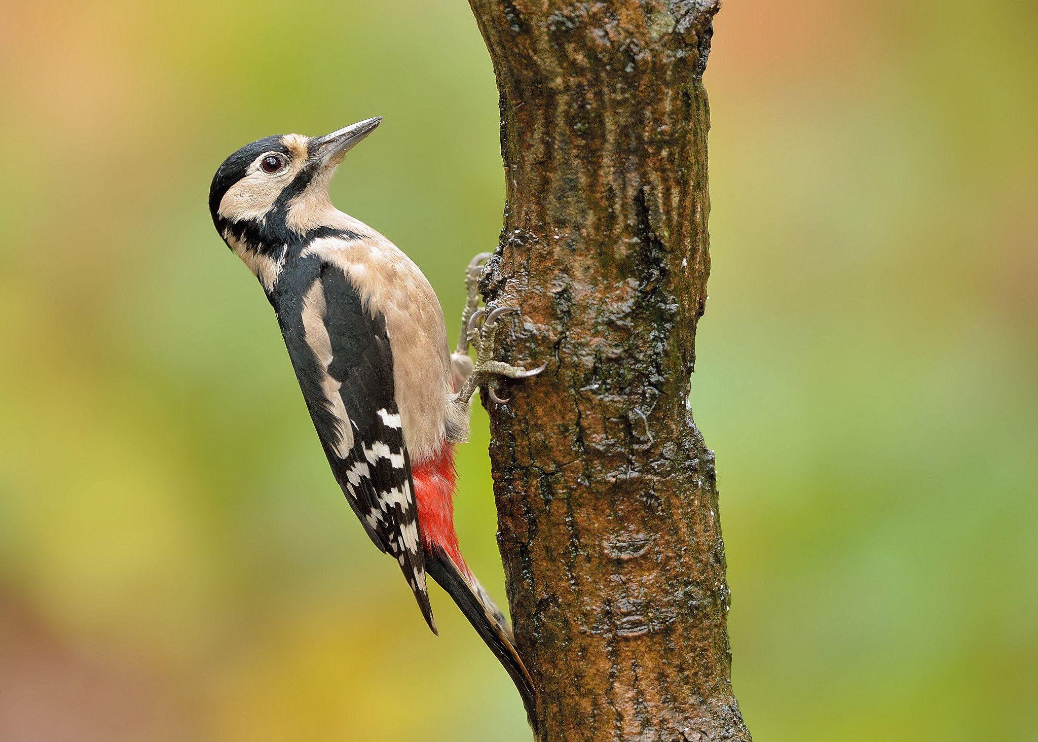 Nice Woodpecker Wallpaper