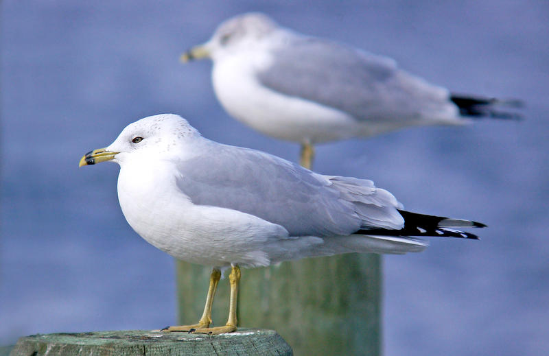 Ring Billed Seagull Image