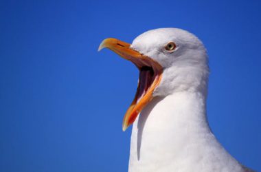 Sky Holiday Seagull Image