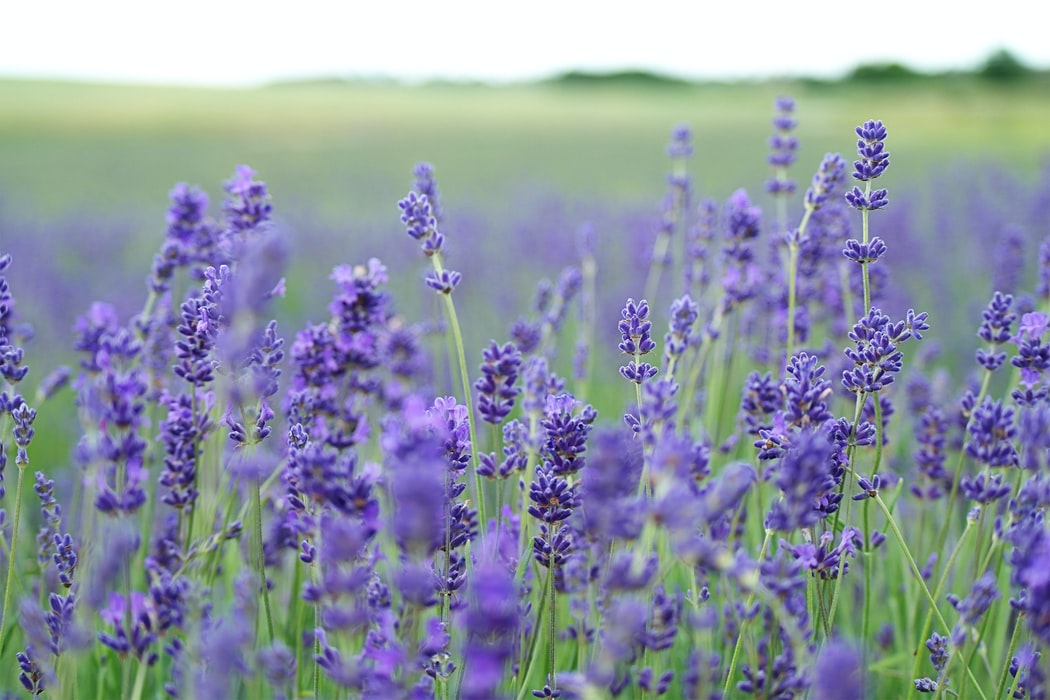 Widescreen Lavender Field