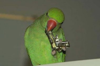 Wonderful Funny Parrot