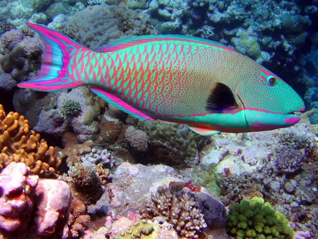 Beautiful Parrot Fish Wallpaper