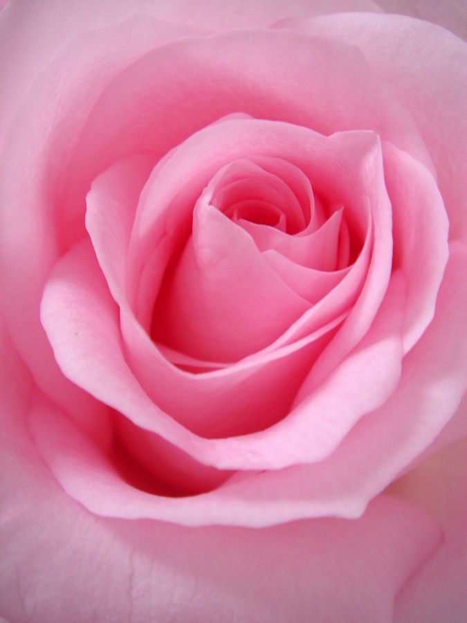 Best Pink Flower