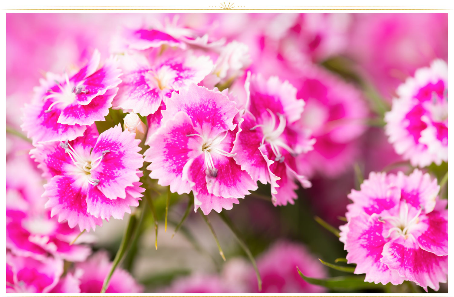 Landscape Pink Flower
