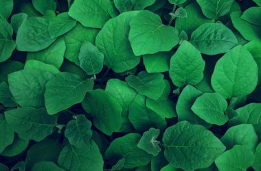 Leaf Green Wallpaper