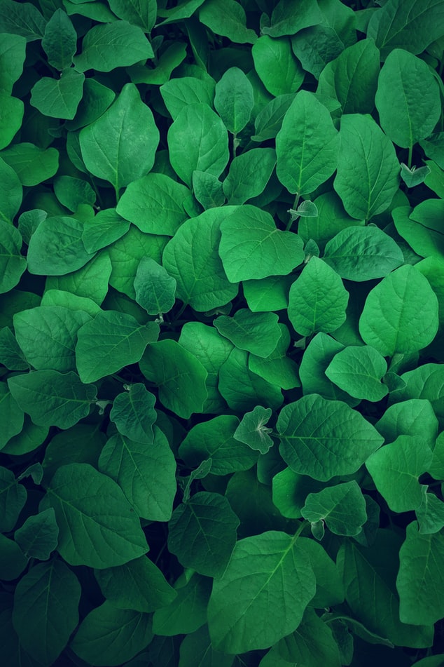 Leaf Green Wallpaper
